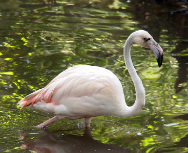 [Flamingo is walking in the water from left to right with only a few inches of legs visible. Its body is mostly white with a few pink feathers on its hind end. Its bill has a black tip, but the rest is white unlike the mature flamingos which have pink and black bills.]